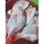 花食間海鮮專賣 赤鯮 赤宗 赤鯮魚 赤章