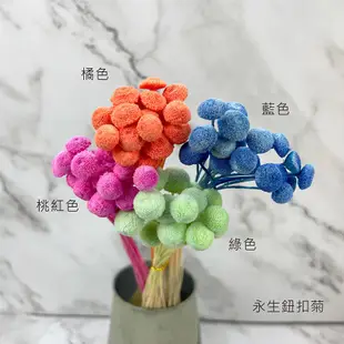 進口永生鈕扣菊-乾燥花圈 乾燥花束 不凋花 拍照道具 室內擺飾 乾燥花材-6元/支 (6折)