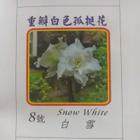 在飛比找蝦皮購物優惠-重瓣白色孤挺花 白雪