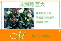 在飛比找Yahoo!奇摩拍賣優惠-《Meilleur》非洲菊(巨大) 種子10元 約10粒