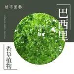 植得｜巴西里·歐芹｜食用香草料理植物