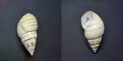 #1973 Liguus fasciatus Walkeri Pinecrest, 1949 50.8mm land snail shell