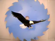 Bald Eagle Soaring hand painted on 7 1/4 round saw blade bird wall art