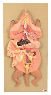 Eisco Labs Rat Dissection Model