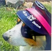 Dog Biker Hat "Bad To The Bone"