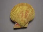 Mimachlamys gloriosa Reeve, 1853 "YELLOW!" (71.7mm)