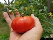 Buy Tomato Marmande Plants - Large Tomatoes