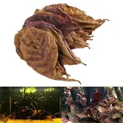 10 Pcs Terminalia Leaf Fish Tank Cleaning Aquarium Cleaner Reduce Bacteria Decor
