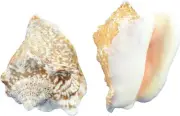 Hawk Wing Shells Assorted Craft Seashells 2.5-3" (1 Gallon)