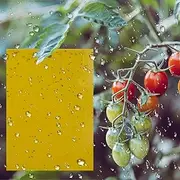 15 Pack Dual-Sided Sticky Traps, MOIHSING Fruit Fly Trap Yellow Sticky Gnat Traps for Indoor/Outdoor Flying Plant Insects Like Fungus Gnats, Whiteflies, Aphids, Leaf Miners, Thrips- 6x8in, Twist Ties