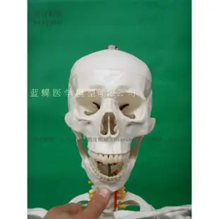 (MD-B_1268)170CM人體骨骼模型170公分人骨模型人骷髏模型