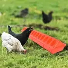 Poultry Ground Feeder Bird Feeder Pheasant Feeding Bucket Chicken Feed Trough