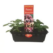 Punnet Pansy Masterpiece - Viola wittrockiana