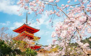 京都｜古城打卡＆兔子神社＆抹茶體驗一日遊 (可加購清水寺和服體驗）｜大阪/京都出發