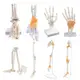 手關節功能模型 人體腳/手關節模型 手骨解剖 手骨尺骨橈骨模型 人體骨骼 手足外科骨骼 人體模型 醫學教具