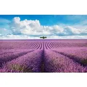 Save 10.00%! PRIVATE TOUR: The Lavender Fields and the Verdon Gorges
