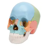 在飛比找蝦皮購物優惠-(MD-C93)3B正品進口著色分離頭顱骨模型 組件骷髏頭骨