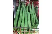ANGLED LUFFA / OKRA CEE GWA / RIDGE GOURD / SINQUA seeds
