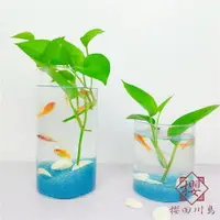 在飛比找樂天市場購物網優惠-魚缸辦公桌面水培植物花瓶魚缸圓柱形【櫻田川島】