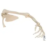 3B Scientific A46 AtriculateHuman Arm Skeleton Model Scapula & Clavicle Bones