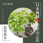 植得｜日本楓槭🍁和歌山の花｜多年生季節性落葉小喬木