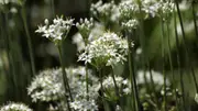 Garlic Chives