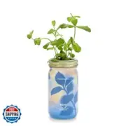 Modern Sprout Mason Garden Jar - Self-Watering Hydroponics Growing System Kit