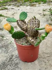 在飛比找Yahoo!奇摩拍賣優惠-【石在好玩】Opuntia decumbens 智利團扇仙人