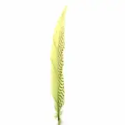 6" to 10" Silver Pheasant Tail Feather - Olive Green
