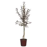 250mm Royal Raindrops Crab Apple - Malus