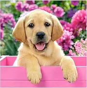 3ABOY Dog Diamond Art Kits for Kids,5D DIY Dog Diamond Painting Kits for Adults Animal Dog for Home Wall Decor(13.8X13.8inch) (ym001 Dog)