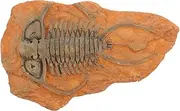 ROMISBABA Paleontological Insect Specimen Decorative Ornament Teaching Tool Resin