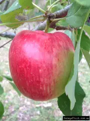Buy Apple Anna Fruit Trees (Malus domestica)