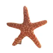 Marine Life Plush Pillows Conch & Shell & Starfish Stuffed Plush Toy Cute Cushion Dolls 06 COLOR