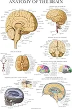 Palace Learning Brain Anatomy Poster - Laminated - Anatomical Chart of the Human Brain
