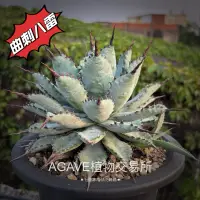 在飛比找蝦皮購物優惠-曲刺八雷 (販售側芽) 龍舌蘭 AGAVE 嚴龍 笹之雪 霍