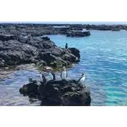 Save 8.00%! 7-Day Galápagos Nature Tour: Explore Santa Cruz & Isabela Islands