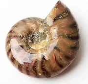 [RSTJVB] Rainbow Conch Natural Conch Fossil Rough Stone Iridescent Ammolite Facet Specimen Fossil Fidelity Color Natural Gemstone for Pendant Necklace Home Craft Decor,2.0"(5cm)