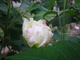 阿木園藝 奇型庭園樹 山芙蓉 千面美人 拒霜花 醉芙蓉 千面女娘 木芙蓉  重瓣 種植於美植袋適合夏天移植