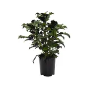140mm Plectranthus Mona Lavender - Plectranthus sp. Mona Lavender