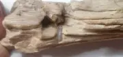 4" Petrified Wood Log Woodworthia W/Opal Looks like Wood