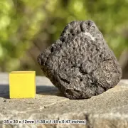 Giant Armadillo Scute Fossil (Holmesina septentrionalis) | Pleistocene Era |