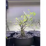 塊根植物/原產象足漆樹