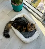 Double-Sided Cat Bed: Plush White & Stylish Grey - Perfect for Cats