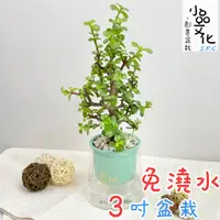 在飛比找蝦皮商城優惠-【小品文化】銀杏木【現貨】3吋山形盆 懶人盆栽 免澆水盆栽 