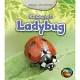 Life Story of a Ladybug