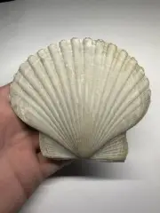 Large Scallop Fossil Shell Florida