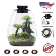 Borosilicate Glass Terrarium with 5W Grow Light - Elegant Home and Office Decor