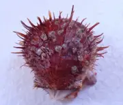 Sea shell - Spondylus specie. 54mm- NICE COLOR!