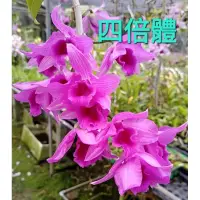 在飛比找蝦皮購物優惠-甜甜價🌸四倍體石斛蘭 🌸花苗🌸春石斛